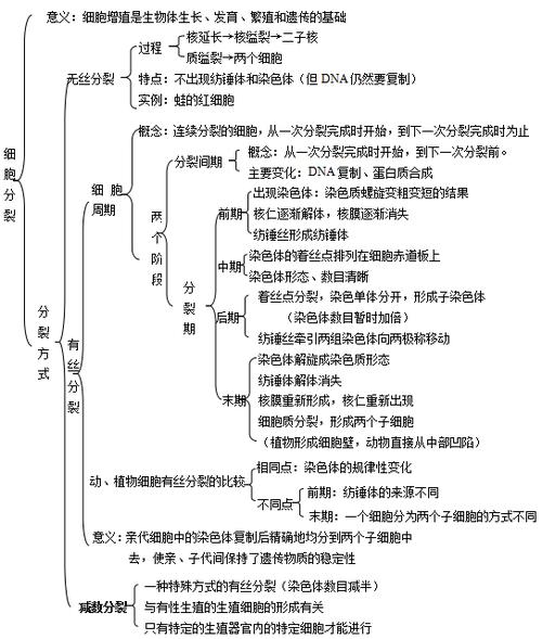 >> 文章内容 >> 精编高一生物《细胞的增殖》知识点梳理 高一生物必修