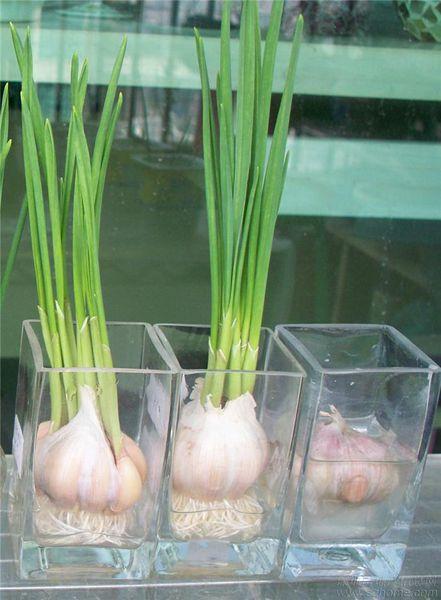 水种大蒜的创意种法