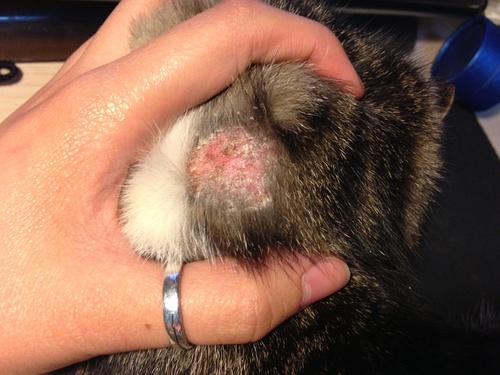 我靠这是猫癣吗?