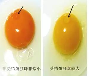 如何简单快速的辨别土鸡蛋和饲料蛋如何分土鸡和饲料鸡的区别