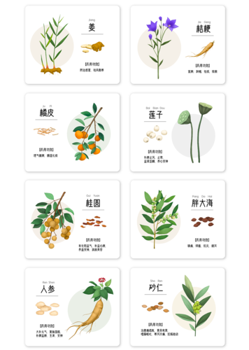 【商业插画】中草药
