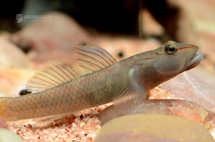 褐吻虾虎鱼