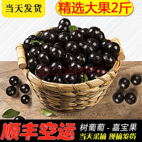 娇瑰 精选品质 嘉多宝果嘉宝果果子新鲜树葡萄鲜果2斤