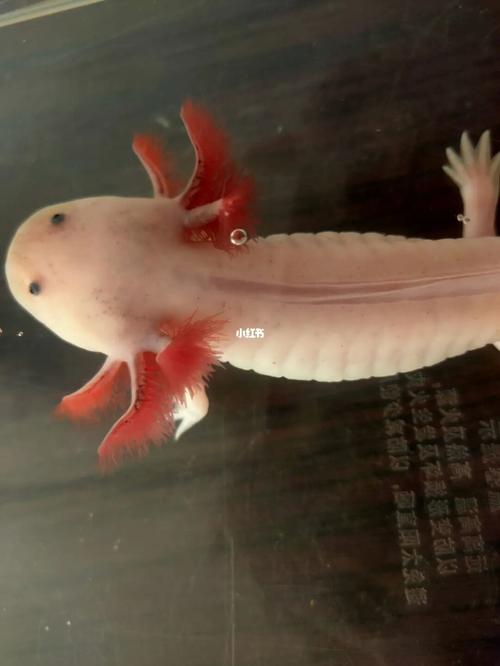 它这是得水霉病了嘛_恐龙_六角恐龙_宠物_宠物其他