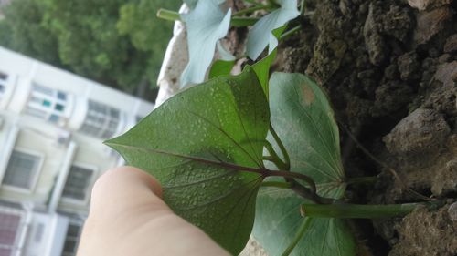 为什么我家的红薯叶子背面有许多小绿点