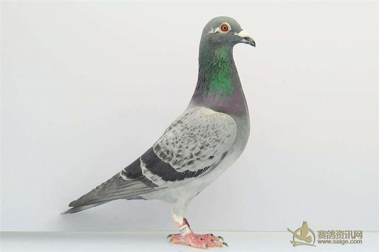 灰雨点_信鸽百科_赛鸽资讯网