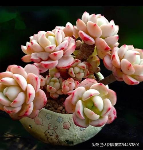 多肉香草比斯怎么养掌握5点天冷出状态贼漂亮