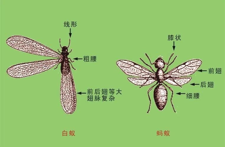 白蚁,俗称白蚂蚁,涨水蚊等.