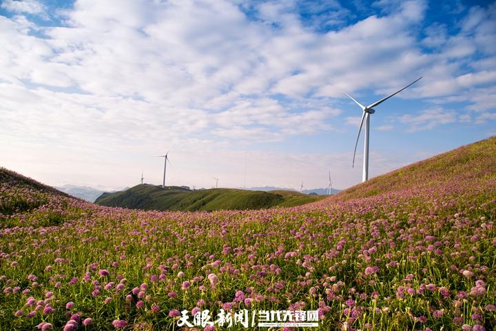 热门!赫章韭菜坪游客爆满,吸引他们的是