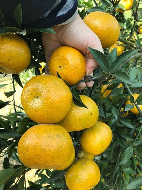 15年广东新会大红陈皮茶50价格质量 哪个牌子比较好