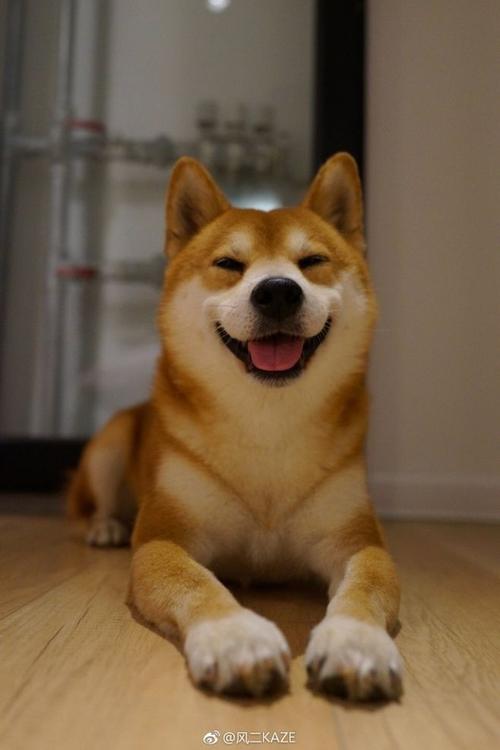 送给爪子控#柴犬##doge