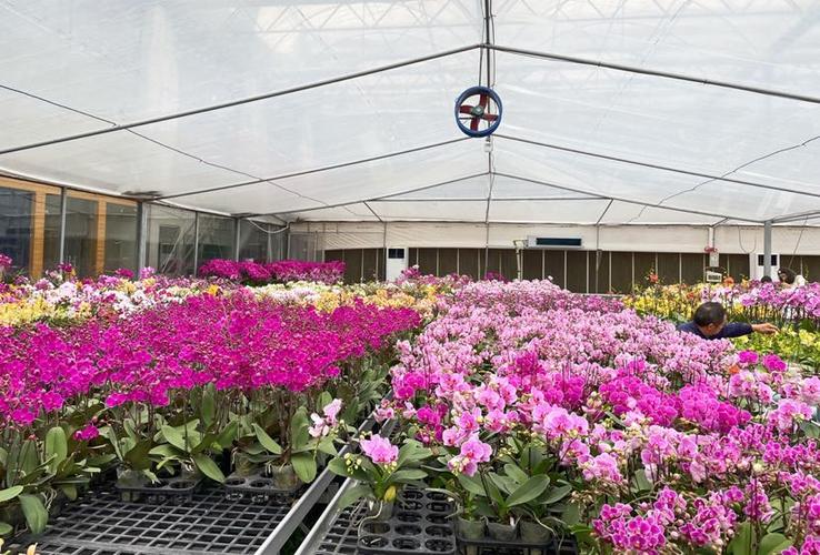 作为广东省传统花卉主产区之一,里水花卉种植达3.