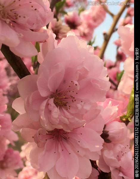 [正版商业] 桃花