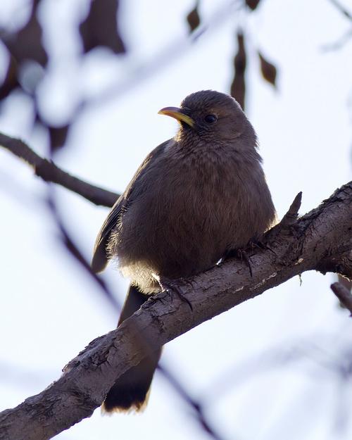  p>山噪鹛(学名: i>garrulax davidi /i>)是噪眉科,噪鹛属中型鸟类,体