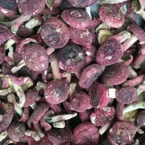搜好货网为您找到1882张野生红菇的图片搜好货网拥有海量精选高清图片