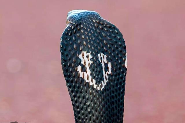 巧遇蛇王:险拍一组高清舟山眼镜蛇照片,它心情大好甘当模特