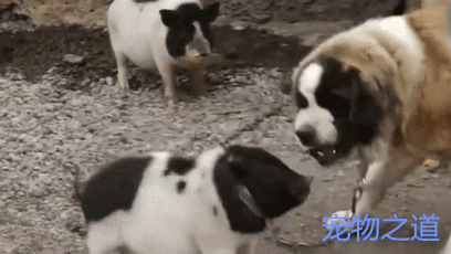 大狗正在吃食,小猪跑来抢,狗狗发怒了,结果小猪比它还