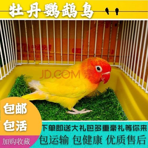 牡丹鹦鹉鸟鹦鹉活体宠物观赏鸟活体小鸟中型宠物鹦鹉活鸟牡丹鹦鹉爱情