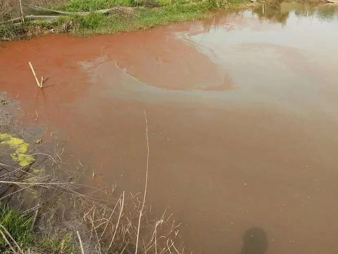 水质清瘦,表层有铁锈色油膜,有黏性,以变形裸藻和血红裸藻为优势种.
