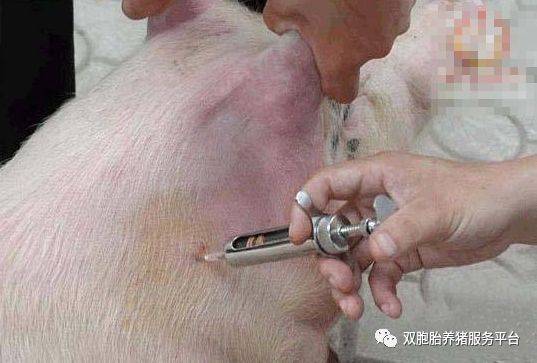 给猪打针,这4点不注意就是白搭!