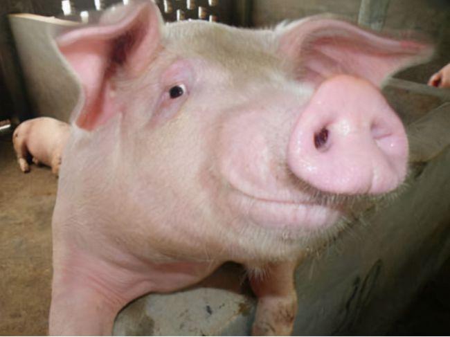 母猪配种后流白色液体是什么原因?怎样辨别母猪子宫发炎?