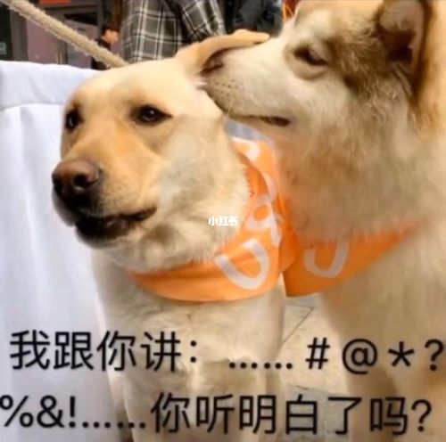 狗子,来,笑一个_表情包_表情包分享_素材_表情包