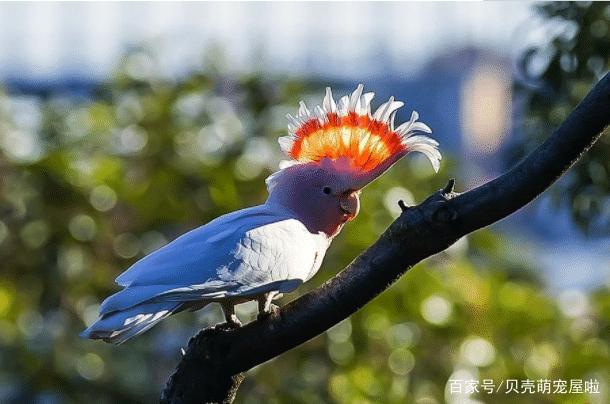 米切氏凤头鹦鹉也叫酋长凤头鹦鹉,这样的鹦鹉要怎样