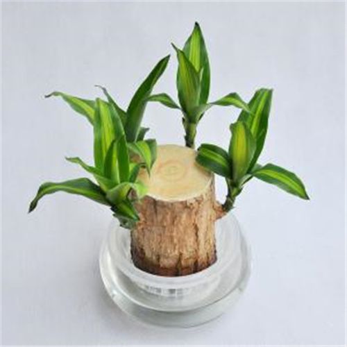 巴西木可以水培吗 巴西木的水培方法及养护方法看这里