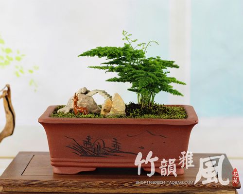 盆景云松文竹矮生奇石摆件松竹紫砂70号绿植绿植