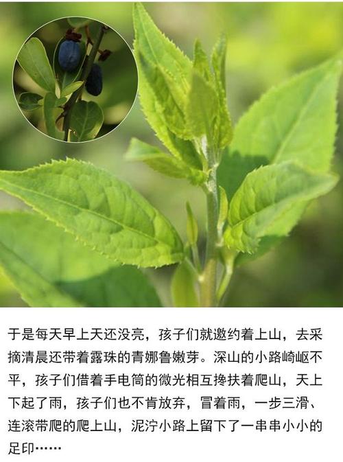青娜鲁青刺果养生尖茶青刺果尖茶竹篮装大
