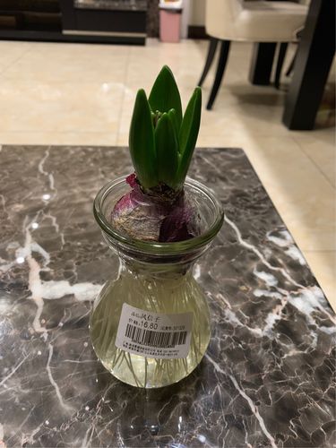 种植风信子观察日记