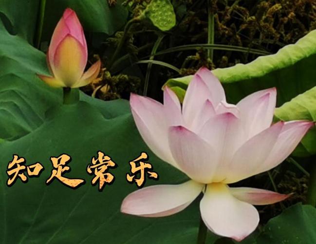 好运莲莲深圳人你的专属夏日表情包来了