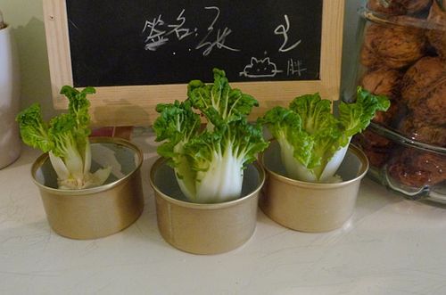 种花种草