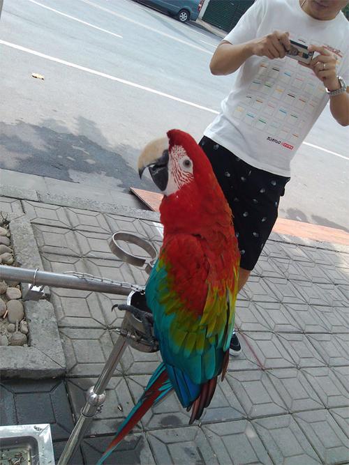 今天 看到这个鹦鹉,会说"你好",这个叫什么品种,大概要多少钱