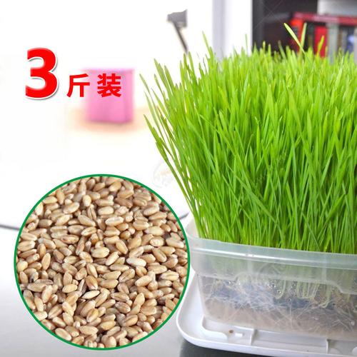 种籽草芽苗菜水培阳台家用种子小麦四季种植/蔬菜无土栽培榨汁孑