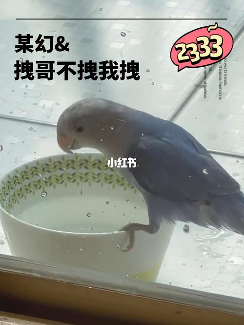 某幻君 某幻养的紫闪牡丹鹦鹉洗澡#鹦鹉 #牡丹鹦鹉_鹦鹉_牡丹_牡丹