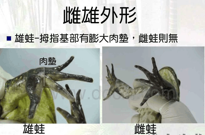 青蛙解剖