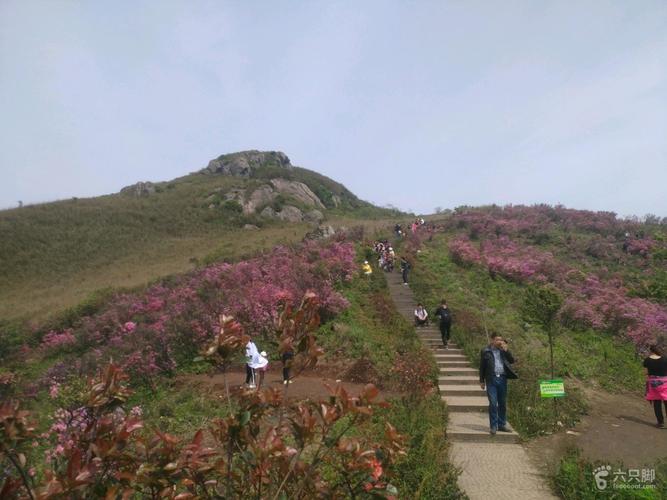 奉化金峨村上山看杜鹃花
