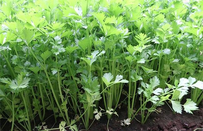 夏季芹菜种植注意事项