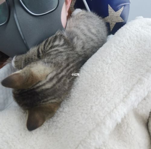 蓝猫和土猫的串串_蓝猫_串串_合肥光明眼镜自由行热门