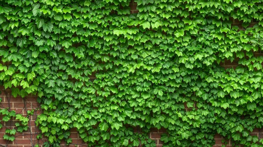 常春藤植物图片(10/13)