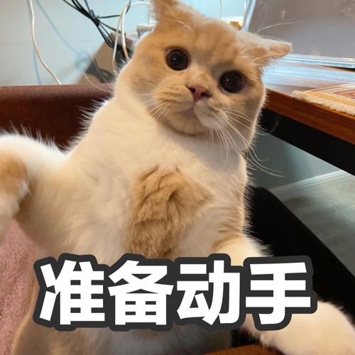 小橘最新表情包!_表情包_宠物_猫_小红书