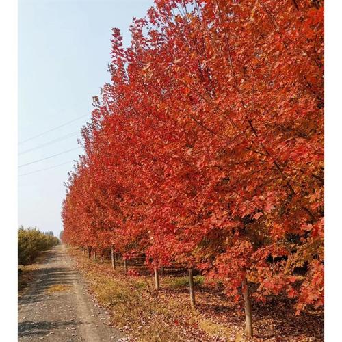 红枫树 三角枫树种植基地 基地出售 老战友