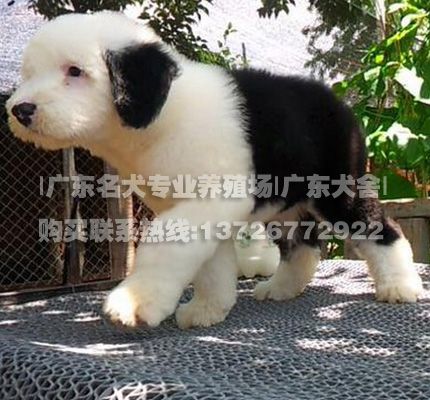 古牧犬图片宠物狗名犬图片古代牧羊犬图片牧羊犬图片