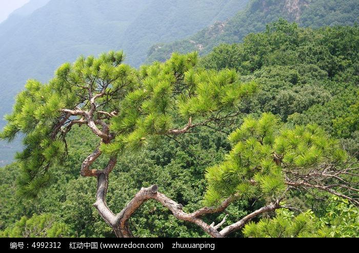 山上植被松树
