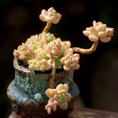 购客凝脂莲群生造型老桩多肉植物办公室内阳台四季盆栽花陌派云南多肉