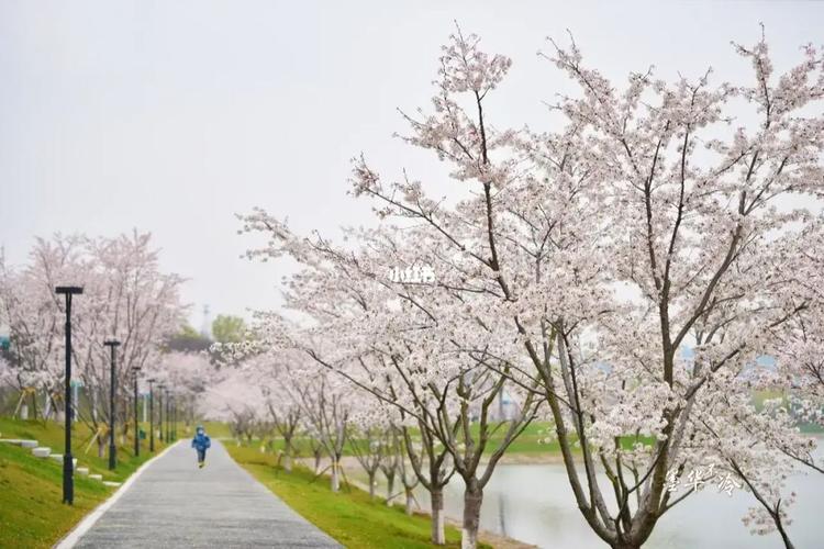 羊山公园:湖光山色,樱雾柳烟,鸟语鹭影