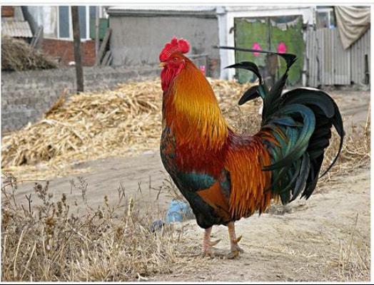 童年里那只让人敬畏的特立独行的公鸡,生命不在渺小,而在精彩