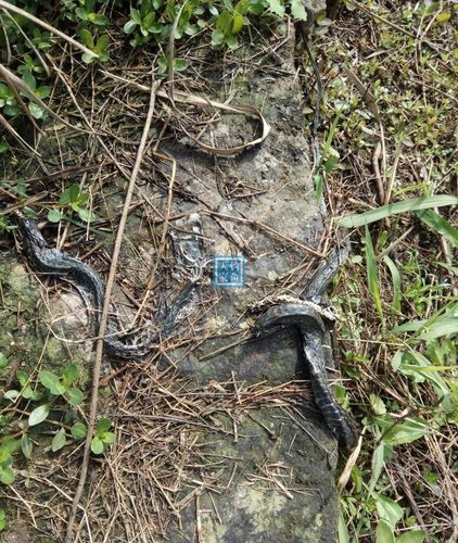 乡村野河,收获"一脸盆"10斤野生鱼,还遇见一条2米长的乌梢蛇