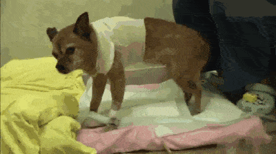 每天坚持坐在巷口等待主人归来的跛脚狗狗,背后的原因